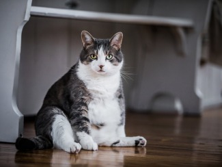 Obesidad en perros y gatos